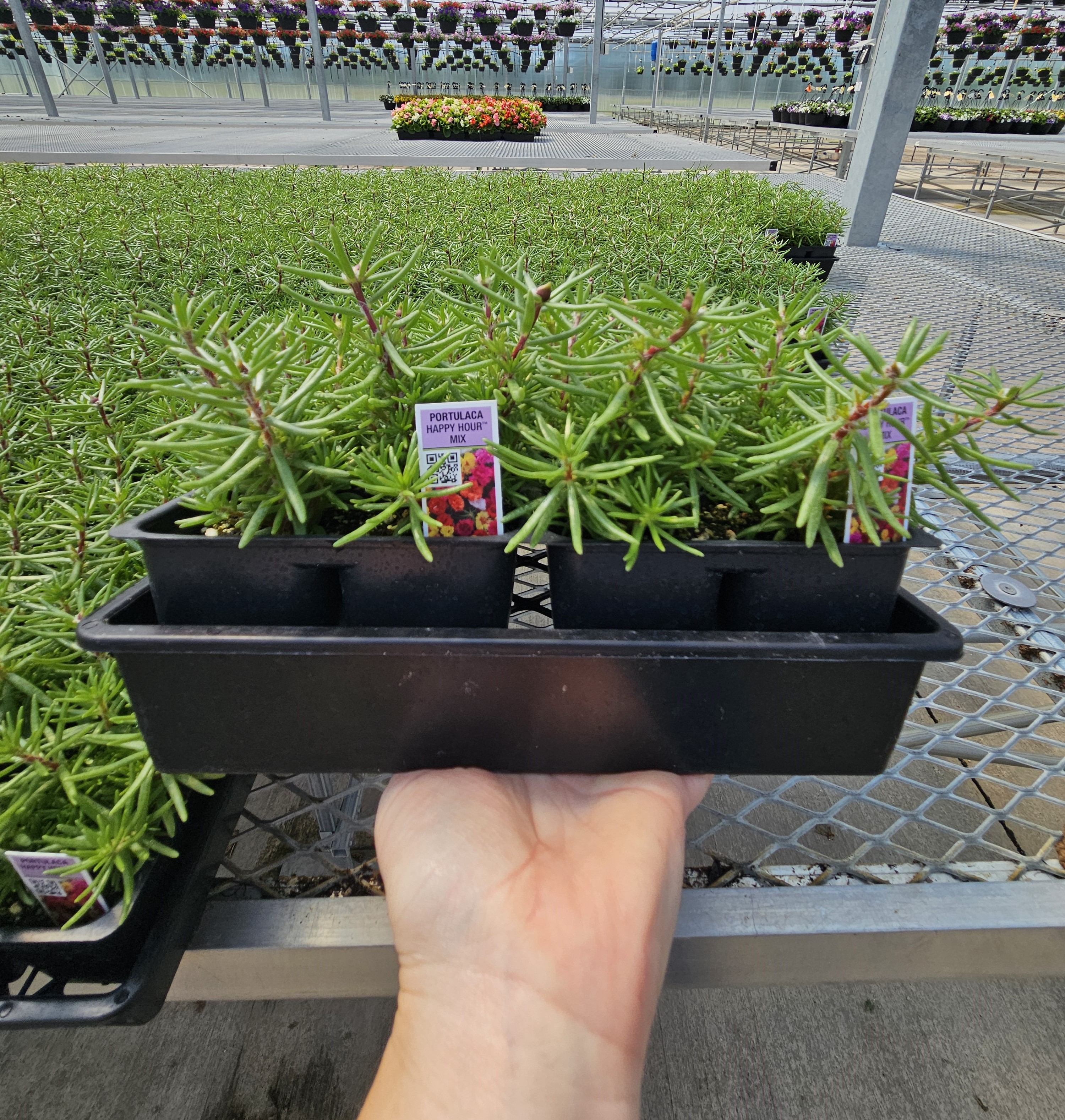 Portulaca