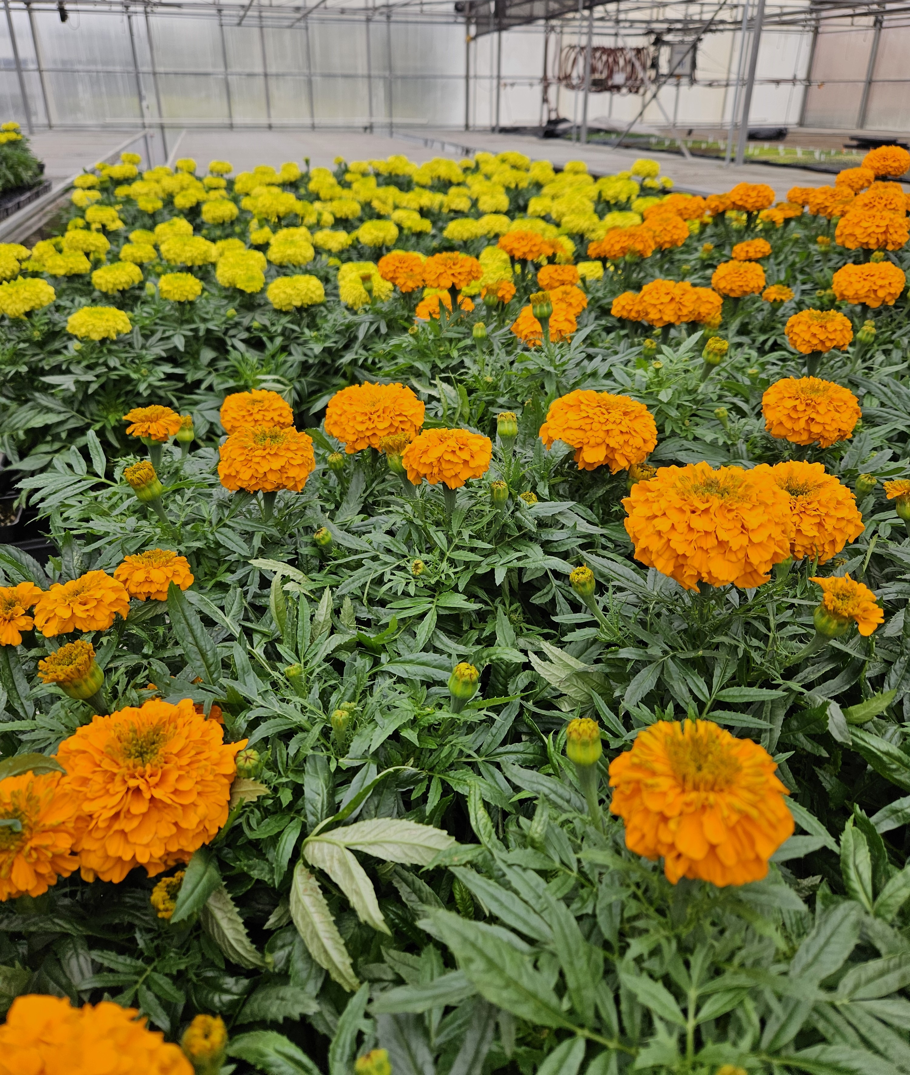 3.5 marigold